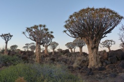 Album photos de notre voyage Afrique du Sud - Namibie - Zambie 2014/2015