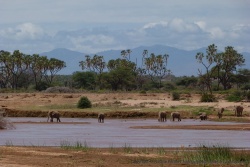 Album photos de notre voyage au Kenya en 2011