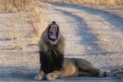 Album photos de notre voyage en Afrique du Sud-Namibie-Botswana 2013