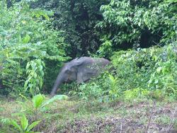 Album photos du tour du monde de KapSud en 4x4 : le Gabon
