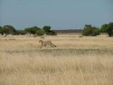 Album photos de notre voyage en Afrique Australe en 2008 : Namibie et Botswana