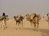 Album photos de notre voyage au Sahara en 2006/2007 : le Ténéré du Niger après la traversée de l'Algérie
